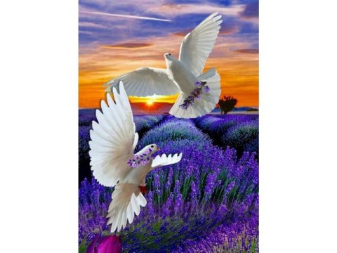 OBRAZ MALOWANIE PO NUMERACH RAMA 40x50cm DWA GOŁĘBIE OBRAZ MALOWANIE PO NUMERACH RAMA 40x50cm DWA GOŁĘBIE